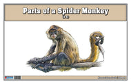 Parts of a Spider Monkey Three Part Cards (Printed)