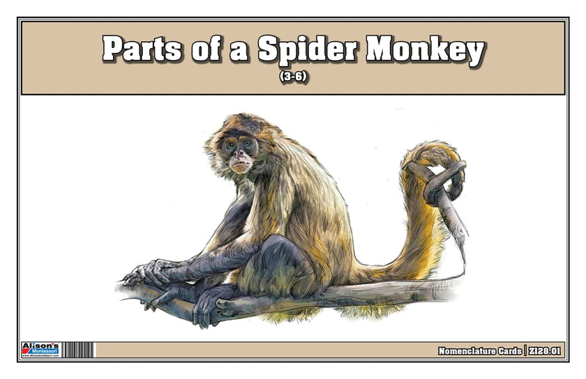 Parts of a Spider Monkey Three Part Cards (Printed)