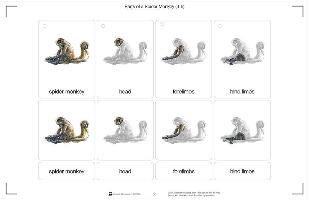 Parts of a Spider Monkey Three Part Cards (Printed)