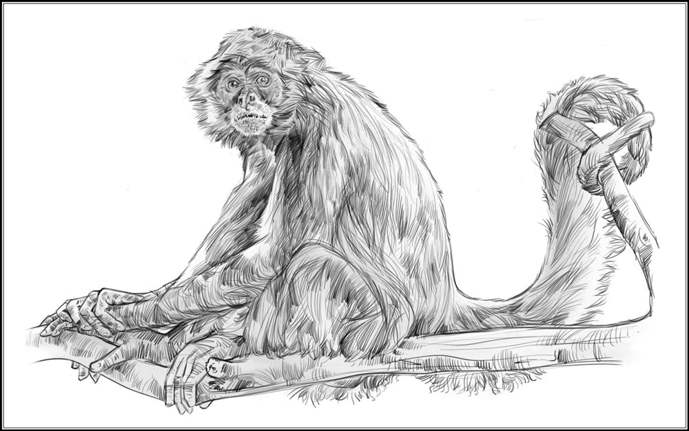 Parts of a Spider Monkey Three Part Cards (Printed)