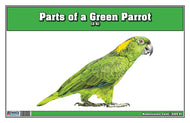 Parts of a Green Parrot Three Part Cards (Printed)