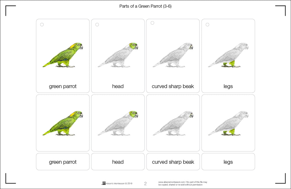 Parts of a Green Parrot Three Part Cards (Printed)