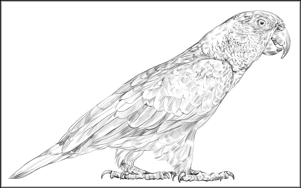 Parts of a Green Parrot Three Part Cards (Printed)