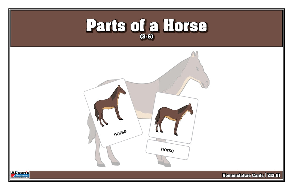 Parts of a Horse Nomenclature Cards (3-6) (Printed)