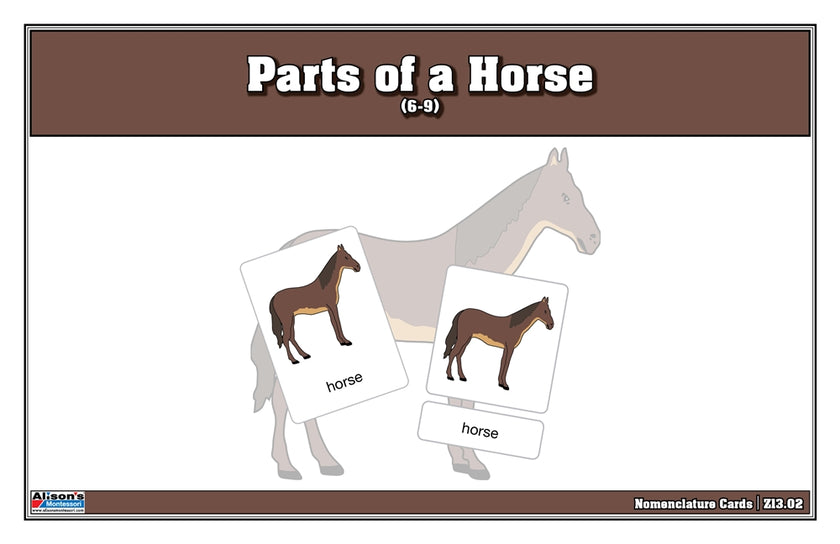 Parts of a Horse Nomenclature Cards (6-9) (Printed)