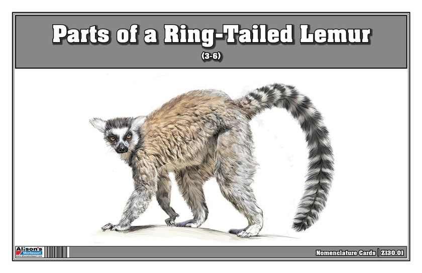 Parts of a Ring-Tailed Lemur Three Part Cards (Printed)