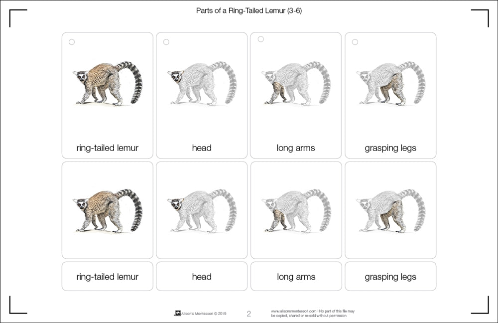 Parts of a Ring-Tailed Lemur Three Part Cards (Printed)