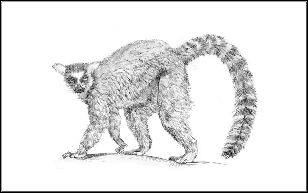 Parts of a Ring-Tailed Lemur Three Part Cards (Printed)
