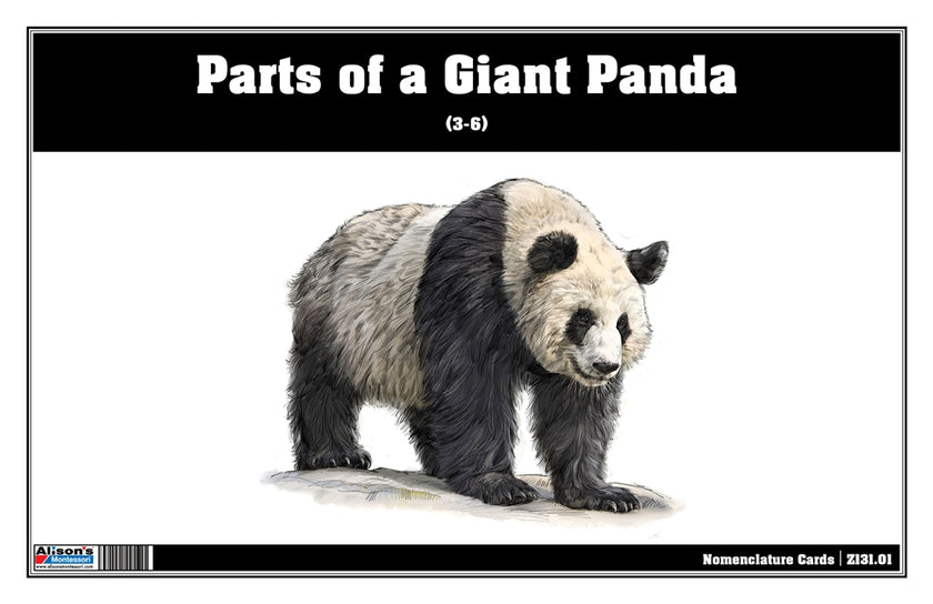 Parts of a Giant Panda Three Part Cards (Printed)