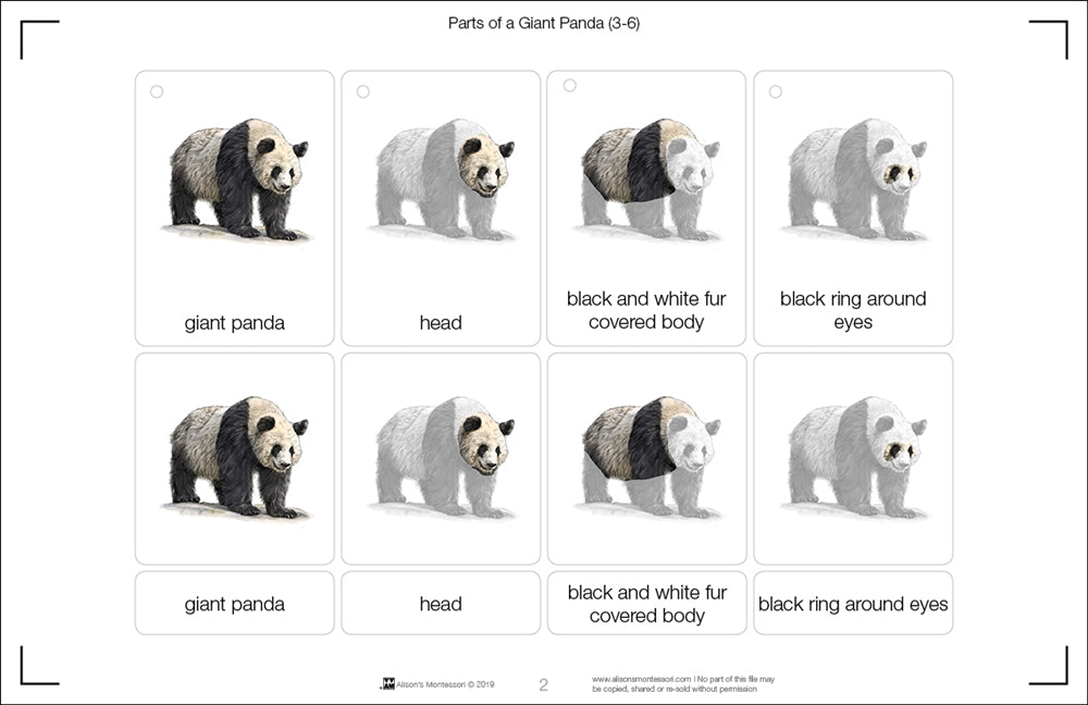 Parts of a Giant Panda Three Part Cards (Printed)