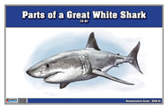 Parts of a Great White Shark Three Part Cards (3-6)