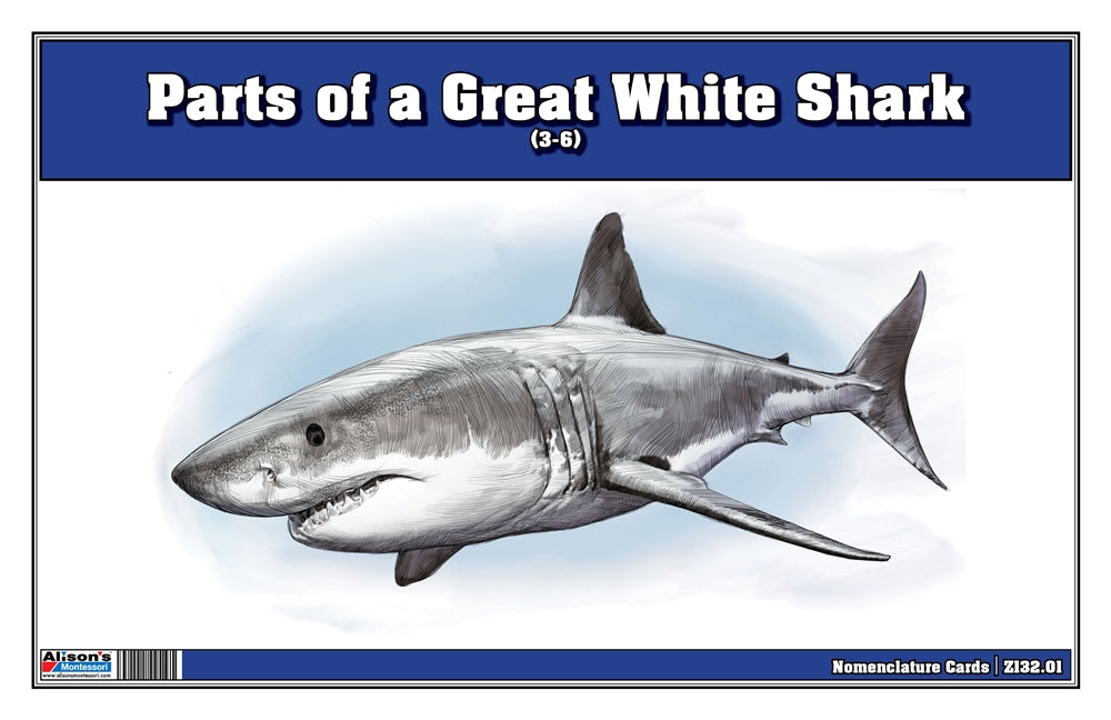Parts of a Great White Shark Three Part Cards (3-6)
