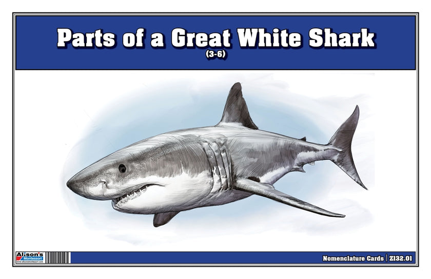 Parts of a Great White Shark Three Part Cards (3-6)