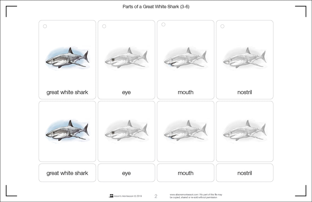 Parts of a Great White Shark Three Part Cards (3-6)