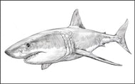 Parts of a Great White Shark Three Part Cards (3-6)