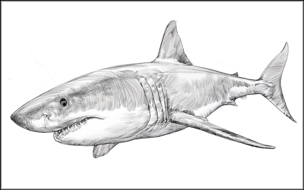 Parts of a Great White Shark Three Part Cards (3-6)