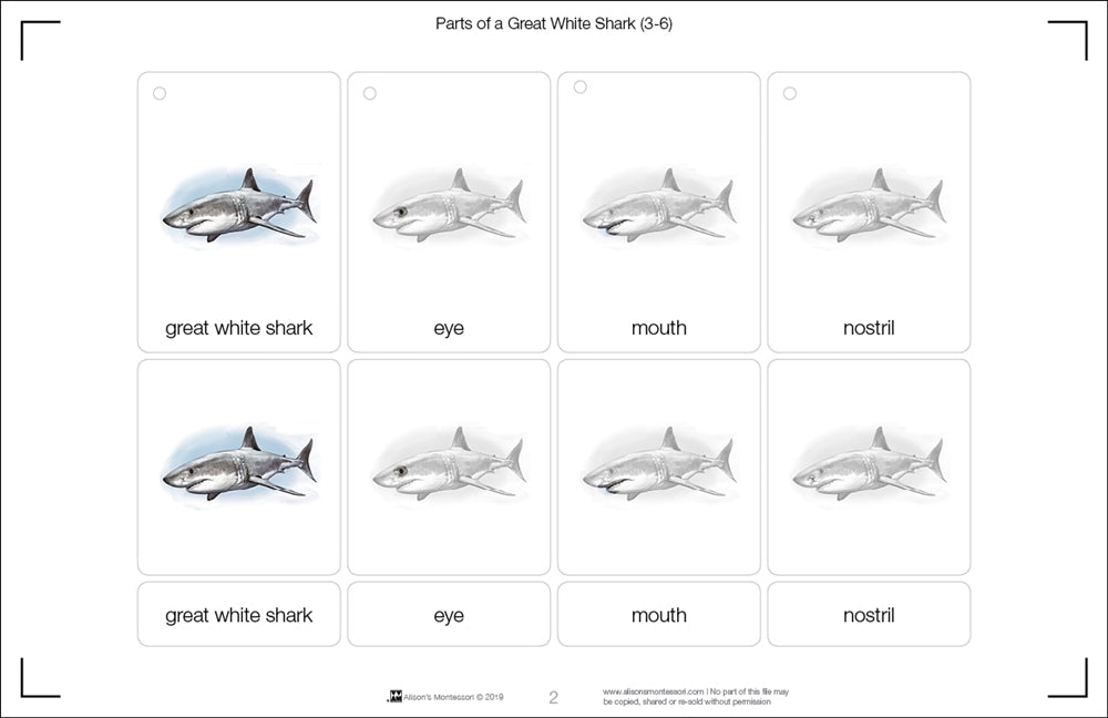 A Great White Shark Puzzle with Nomenclature Cards (3-6) (Printed)
