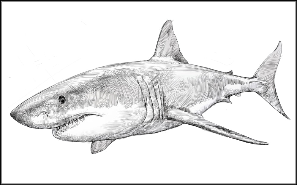 A Great White Shark Puzzle with Nomenclature Cards (3-6) (Printed)