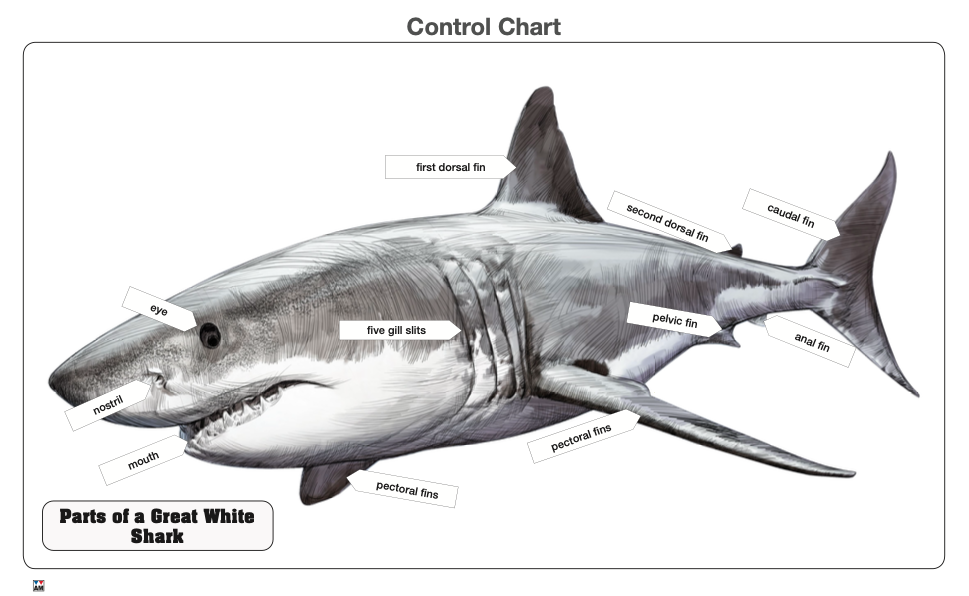 A Great White Shark Puzzle