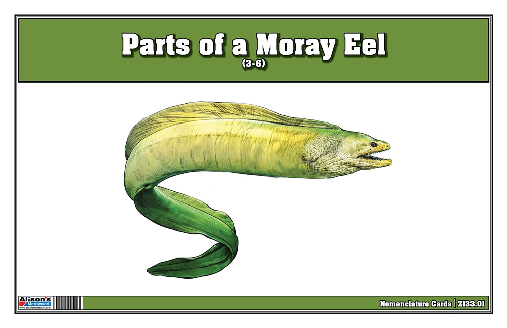 Part of a Moray Eel Three Part Cards (3-6)