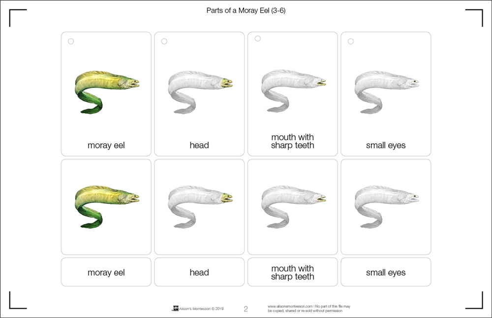 Part of a Moray Eel Three Part Cards (3-6)