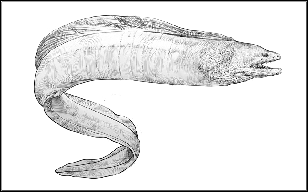 Part of a Moray Eel Three Part Cards (3-6)