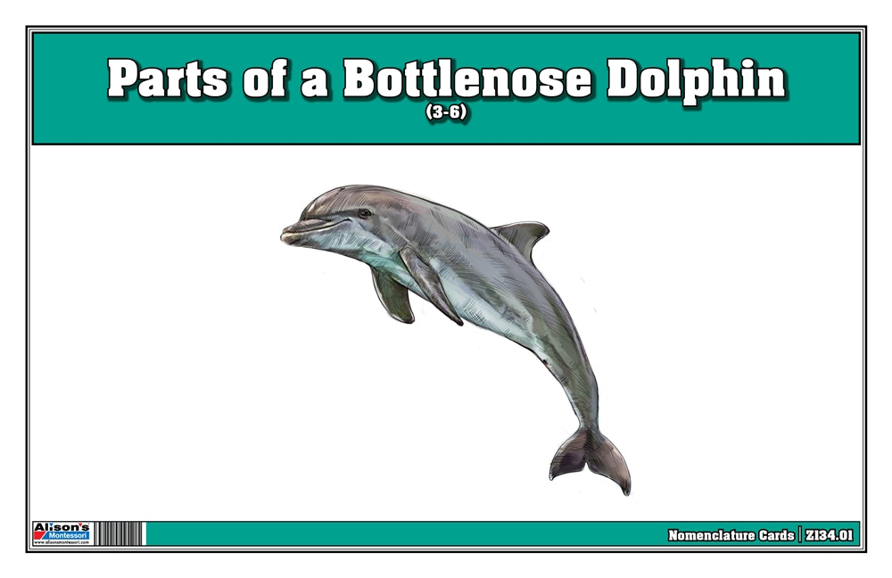 Parts of a Bottlenose Dolphin Three Part Cards (3-6)