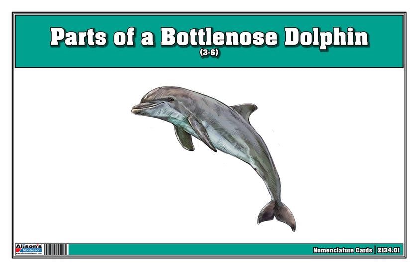 Parts of a Bottlenose Dolphin Three Part Cards (3-6)