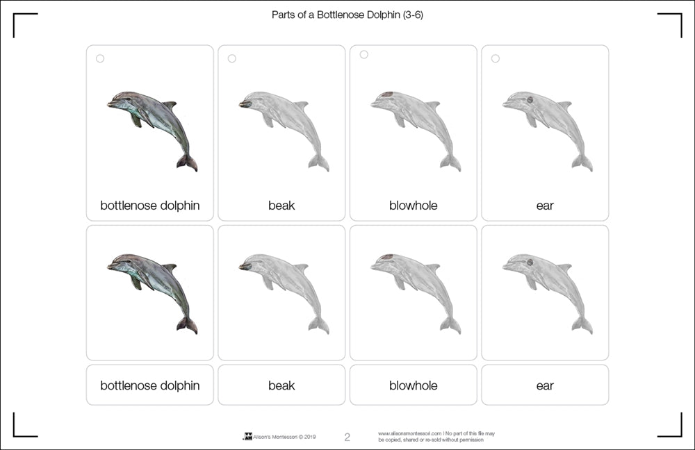 Parts of a Bottlenose Dolphin Three Part Cards (3-6)