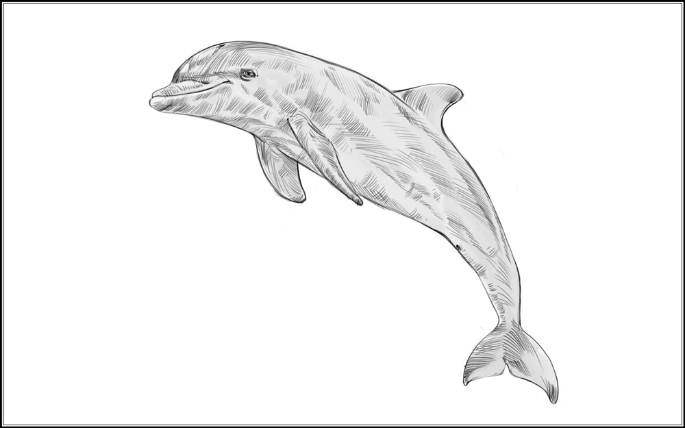 Parts of a Bottlenose Dolphin Three Part Cards (3-6)