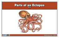 Parts of an Octopus Three Part Cards (3-6)