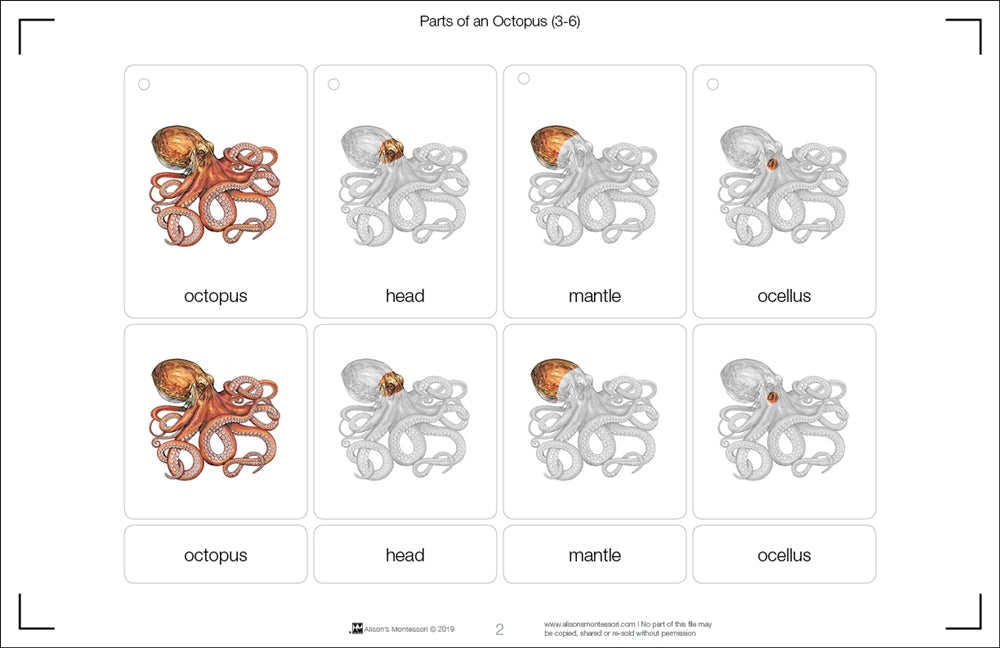 Parts of an Octopus Three Part Cards (3-6)