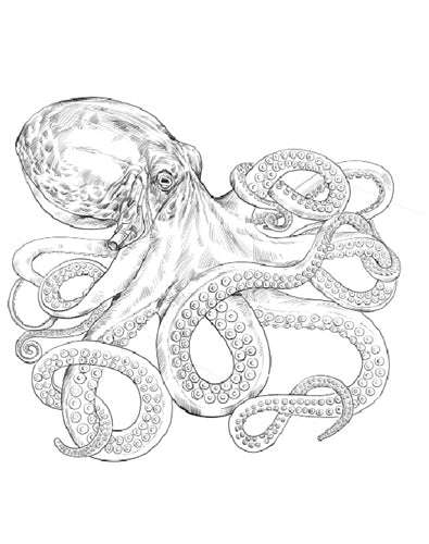 Parts of an Octopus Three Part Cards (3-6)