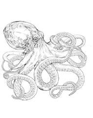Parts of an Octopus Three Part Cards (3-6)