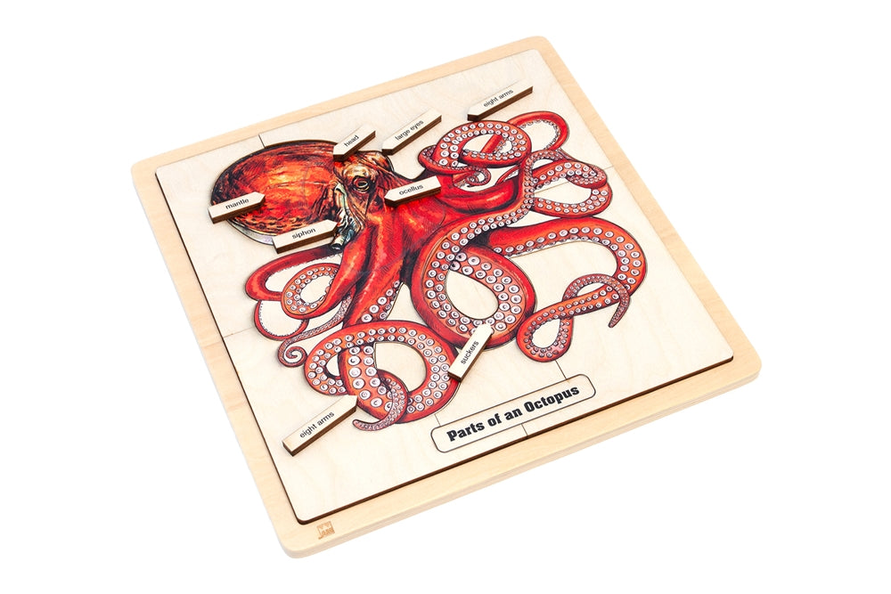 Parts of an Octopus Puzzle with Nomenclature Cards (3-6) (Printed)