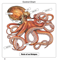 Parts of an Octopus Puzzle with Nomenclature Cards (3-6) (Printed)