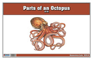 Parts of an Octopus Puzzle with Nomenclature Cards (3-6) (Printed)