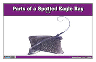 Parts of a Spotted Eagle Ray Three Part Cards (3-6)