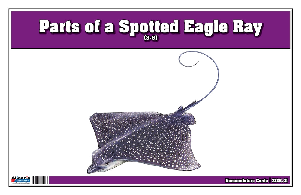 Parts of a Spotted Eagle Ray Three Part Cards (3-6)