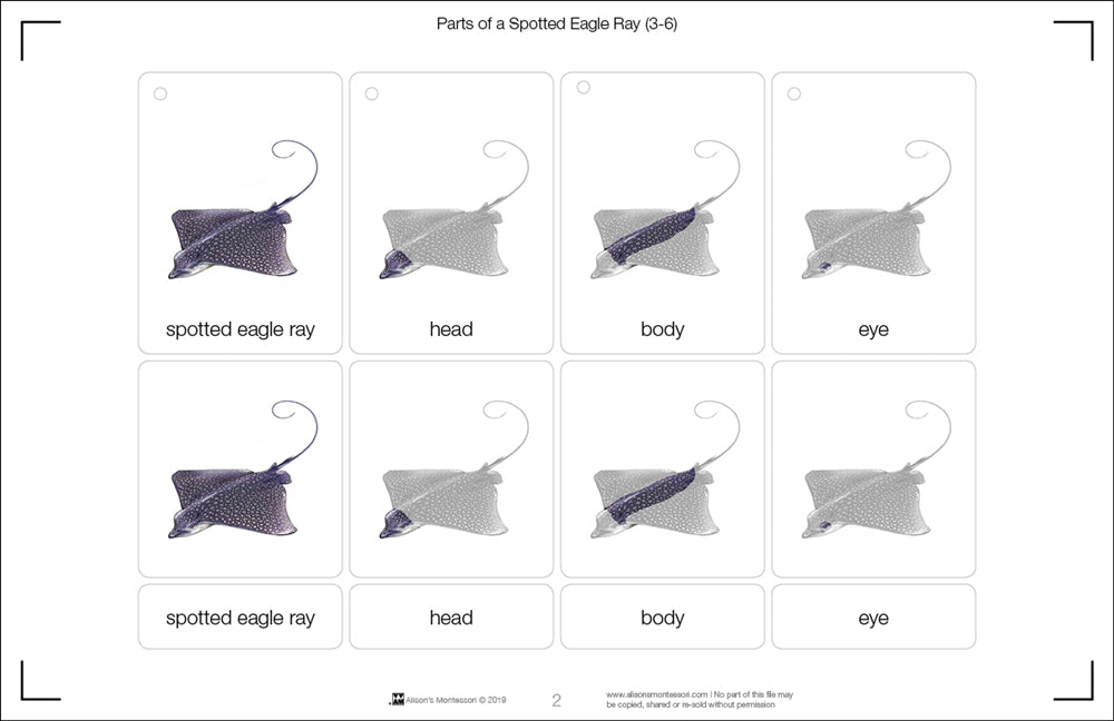Parts of a Spotted Eagle Ray Three Part Cards (3-6)
