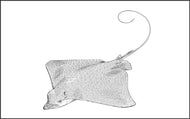 Parts of a Spotted Eagle Ray Three Part Cards (3-6)