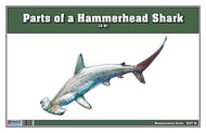 Parts of a Hammerhead Shark Three Part Cards (3-6)