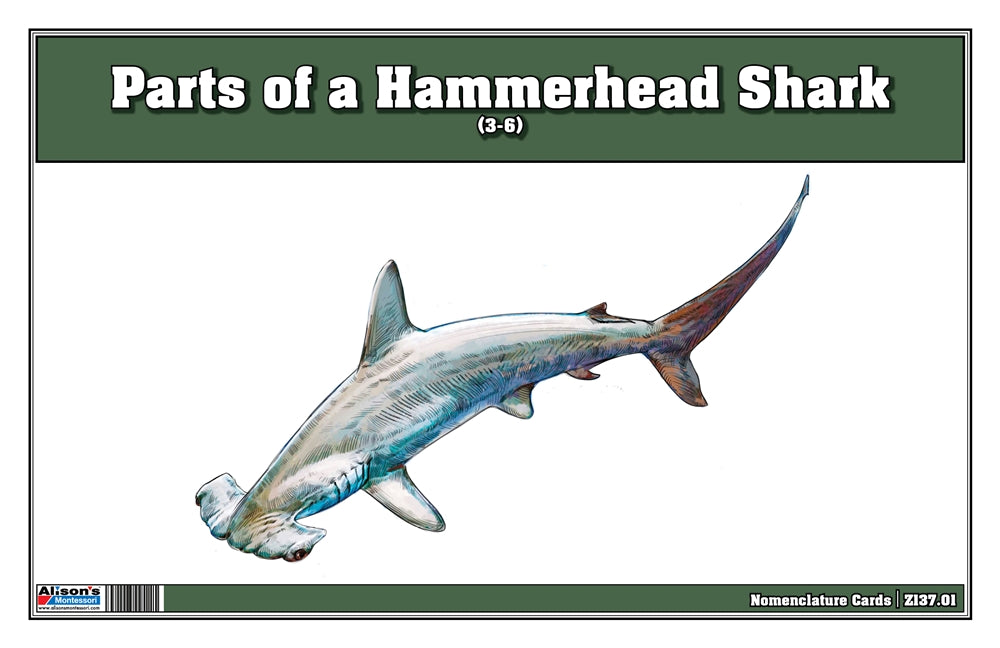 Parts of a Hammerhead Shark Three Part Cards (3-6)