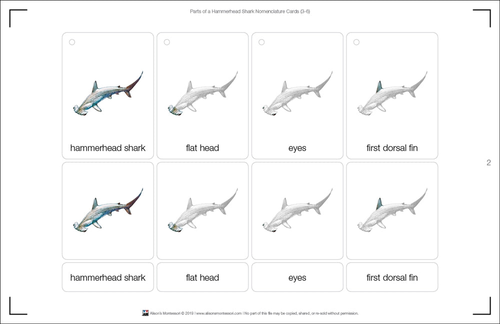Parts of a Hammerhead Shark Three Part Cards (3-6)