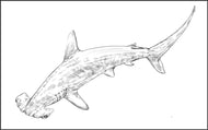 Parts of a Hammerhead Shark Three Part Cards (3-6)