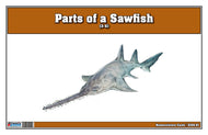 Parts of a Sawfish Three Part Cards (3-6)