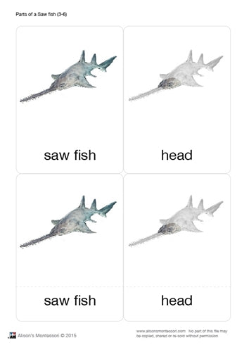 Parts of a Sawfish Three Part Cards (3-6)