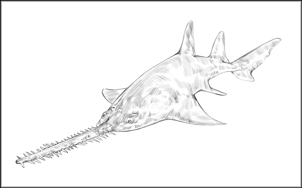 Parts of a Sawfish Three Part Cards (3-6)