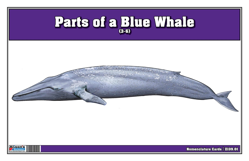 Part of a Blue Whale Three Part Cards (3-6)