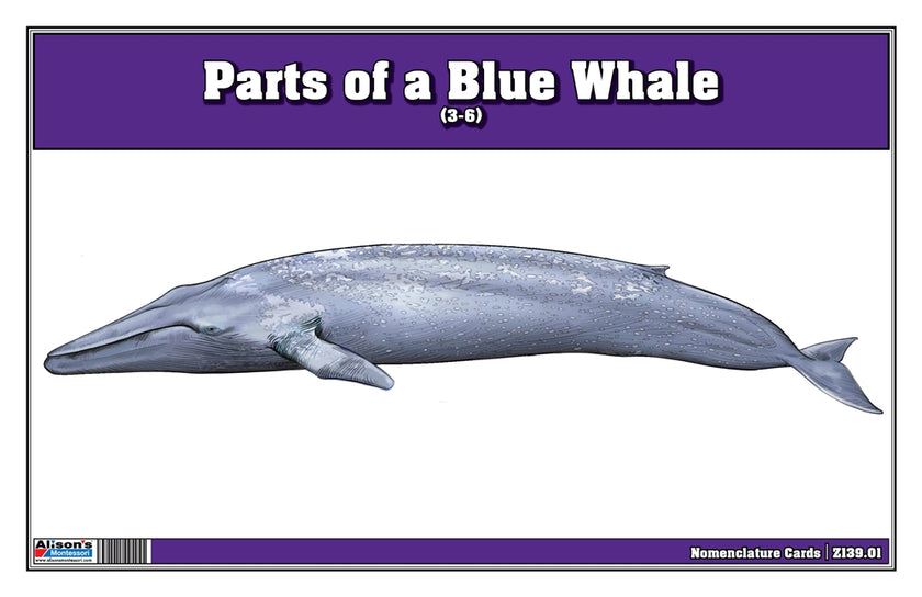 Part of a Blue Whale Three Part Cards (3-6)